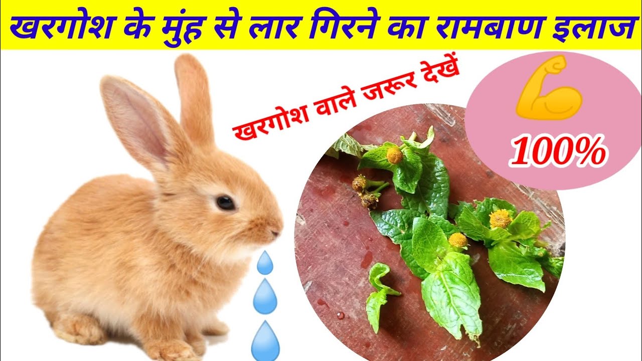 खरगोश के मुंह से लार क्यों गिरता है? Khargosh Ke Munh Se Lar Girne Per Kya Treatment Karen