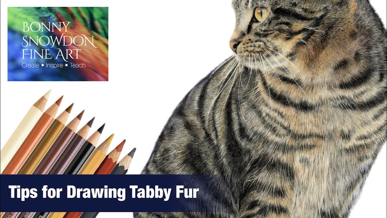 How to Draw Tabby Fur with Coloured Pencils | Top Tips
