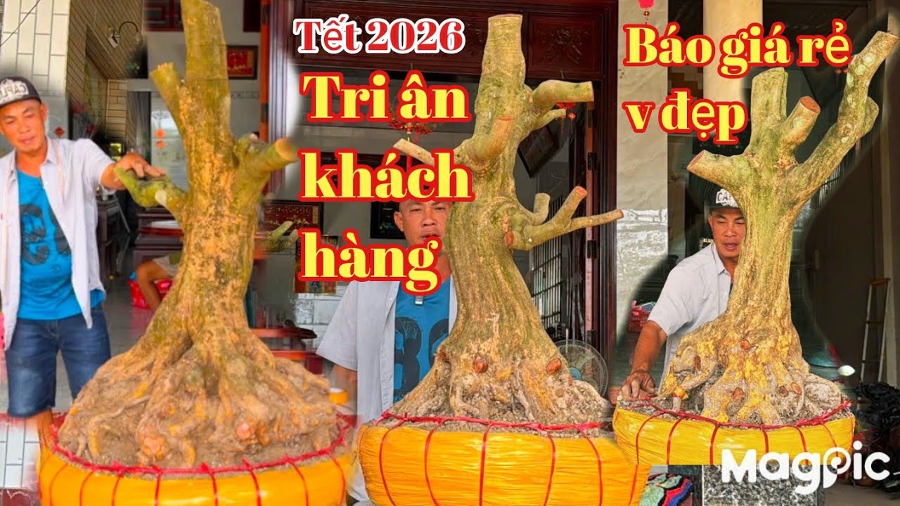 A Thành 👉 0937763305 Tri ân khách hàng lô Mai bonsai giá rẻ tết tại ĐT năm 2026