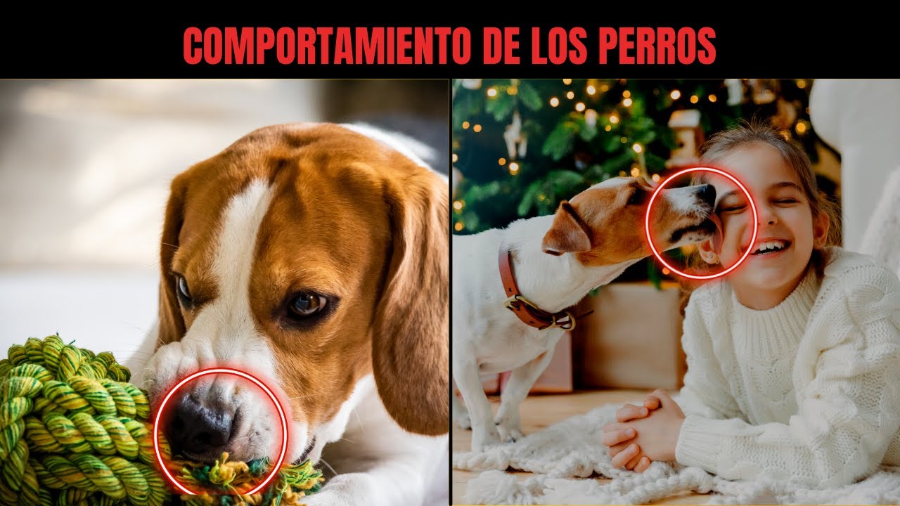 🔴  Comportamiento de los  PERROS, que debes CONOCER