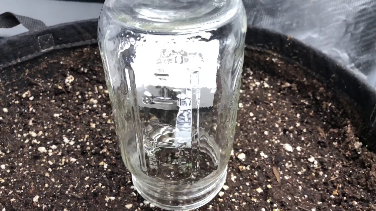 Day 1 Nextlight mega S.A.G Autoflower grow