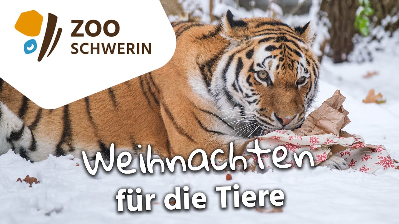 Weihnachten für die Tiere - Zoo Schwerin