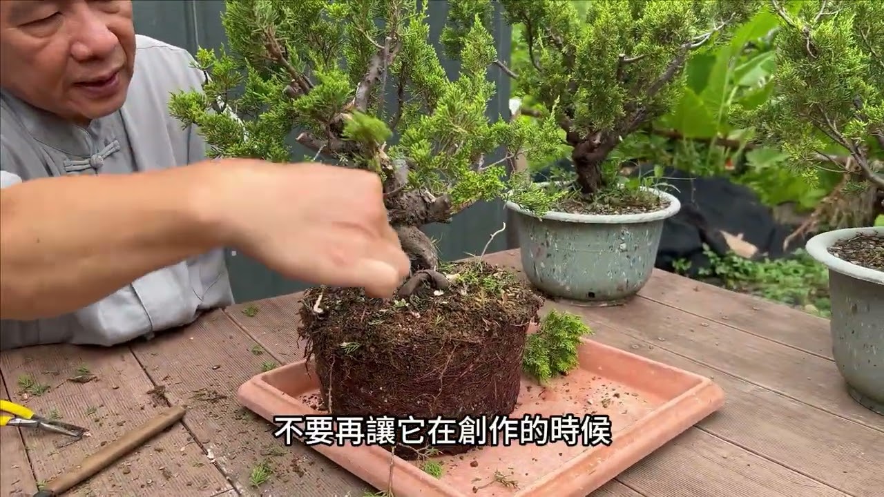 喜歡檜木、系魚川真柏嗎？趕快來看看老師親手創作一棵雙幹樹型！樹型欣賞篇EP12(雙幹樹型）#林慶祥盆景藝術創作教學#Bonsai