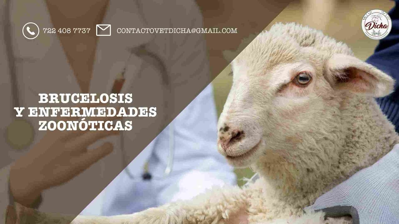 Brucelosis y Enfermedades Zoonóticas