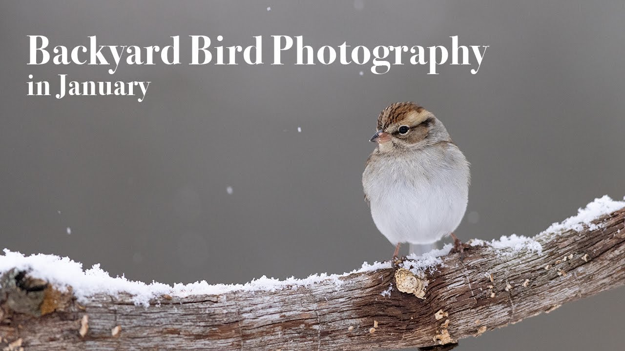 Backyard Bird Photography in January