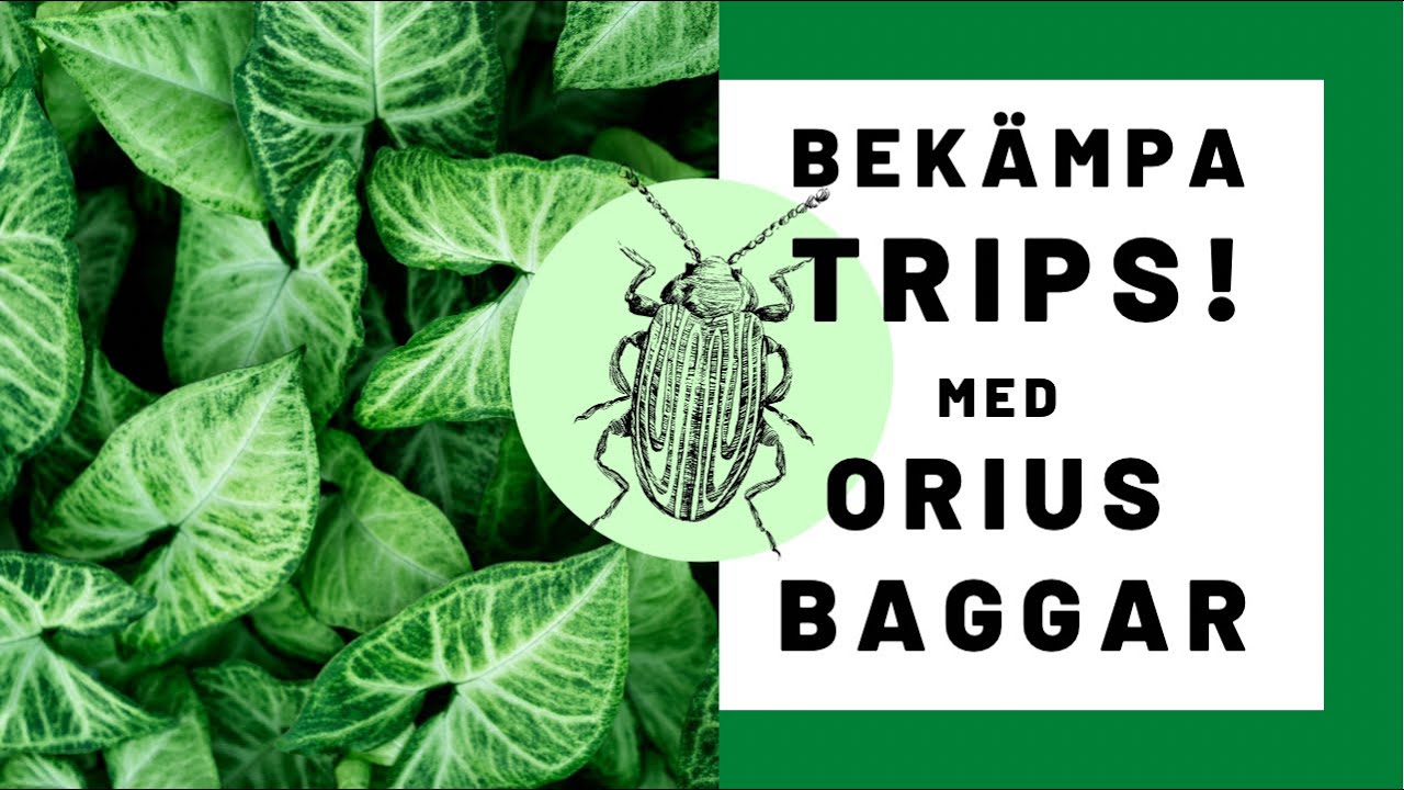 Bekämpa trips med Orius baggar och tripsrovkvalster på krukväxter