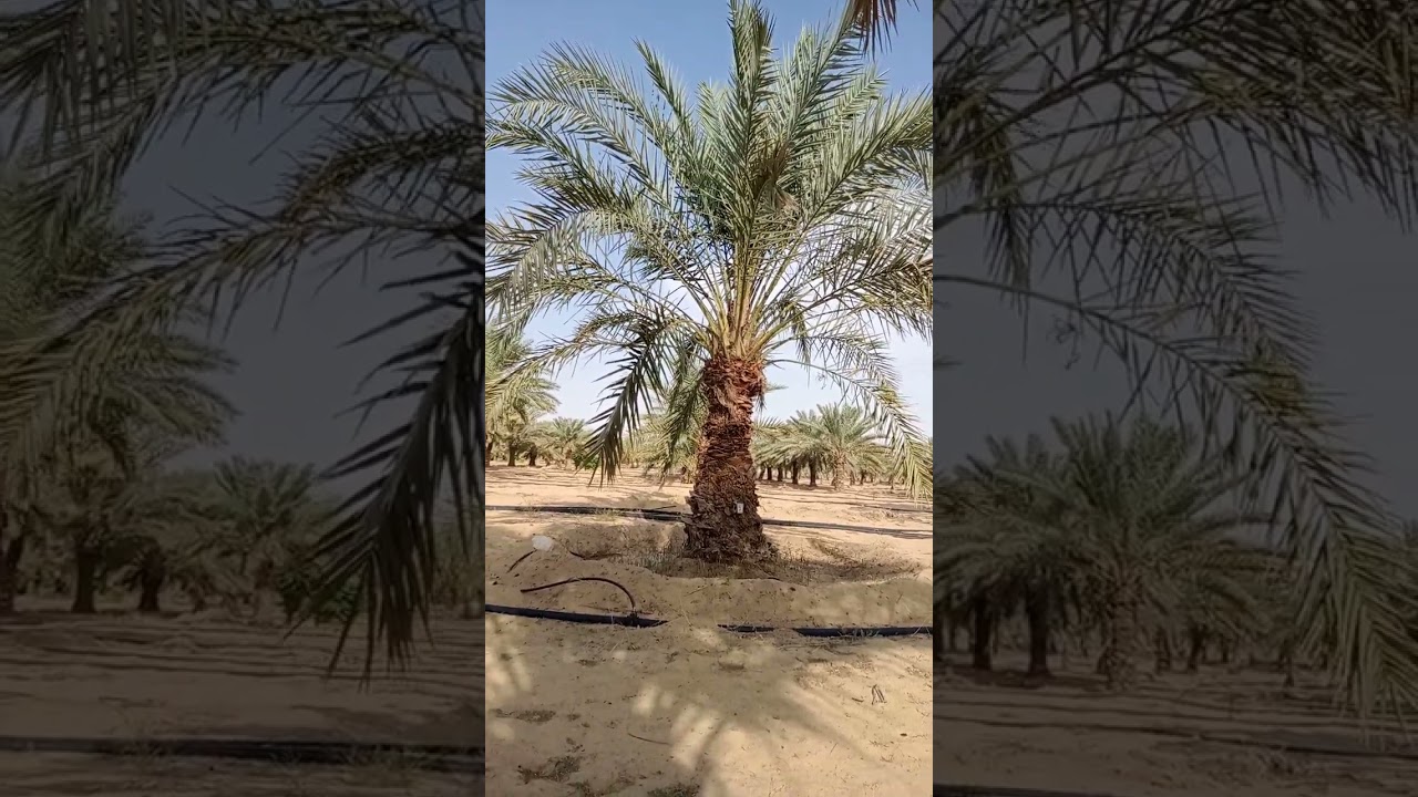 جميع عمليات خدمة النخيل من الري حتي الحصاد