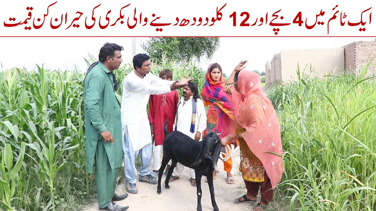 Dhoka Ramzi Sughri Ghafar Thakar & Mai Sabiran New Funny Video By Rachnavi Tv