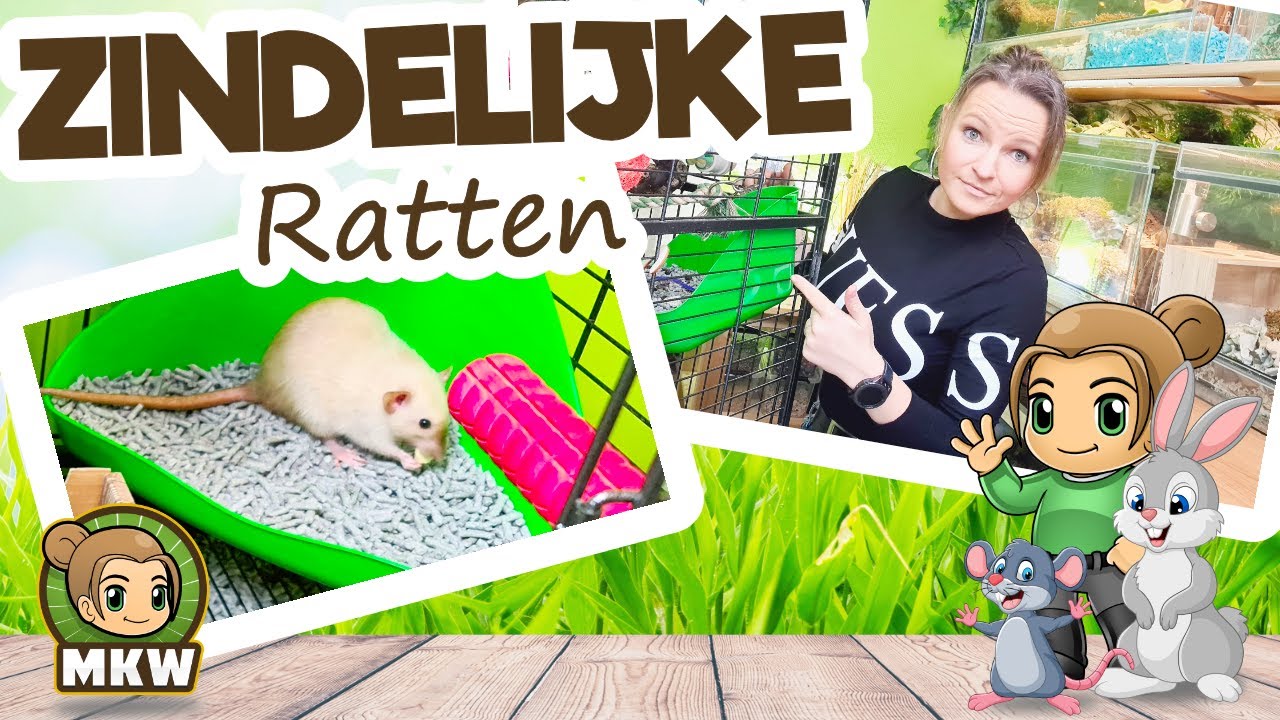 🐭💙 Ratten zindelijk maken doe je zo! 🚽