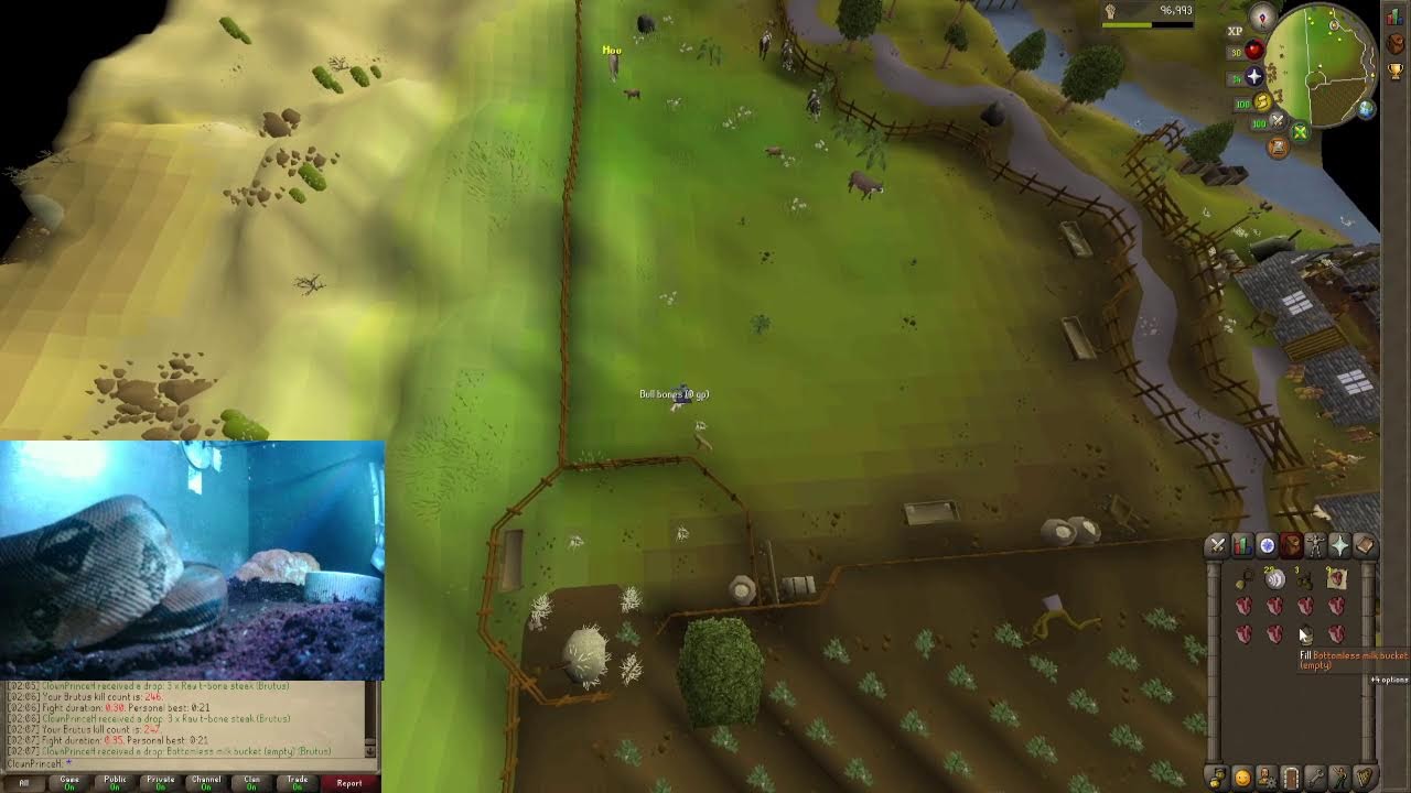 Late night Brutus grind - OSRS