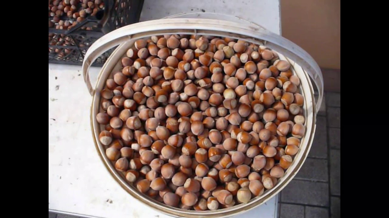 фундук Керасунд вес урожая с 4 летнего штамба. Hazelnut