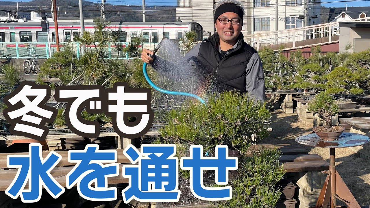 初心者が迷う冬の水やり｜「乾いたらだけ」で大丈夫？【盆栽・冬の管理】