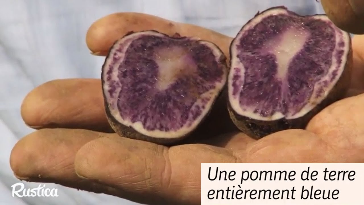 Bleue d'Artois : tout est bleu dans cette pomme de terre