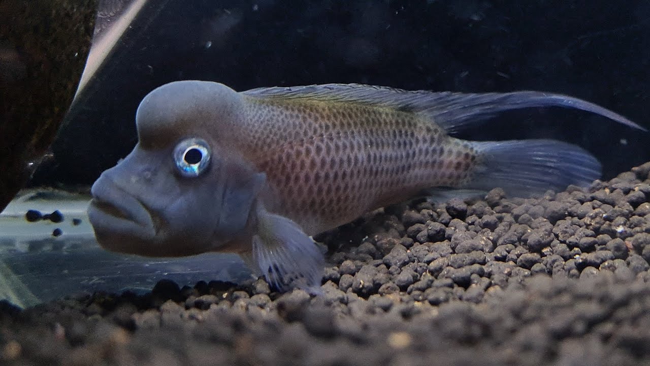 Steatocranus Casuarius (Maymun Kafa), Apistogramma Panduro,Apistogramma Kakadu