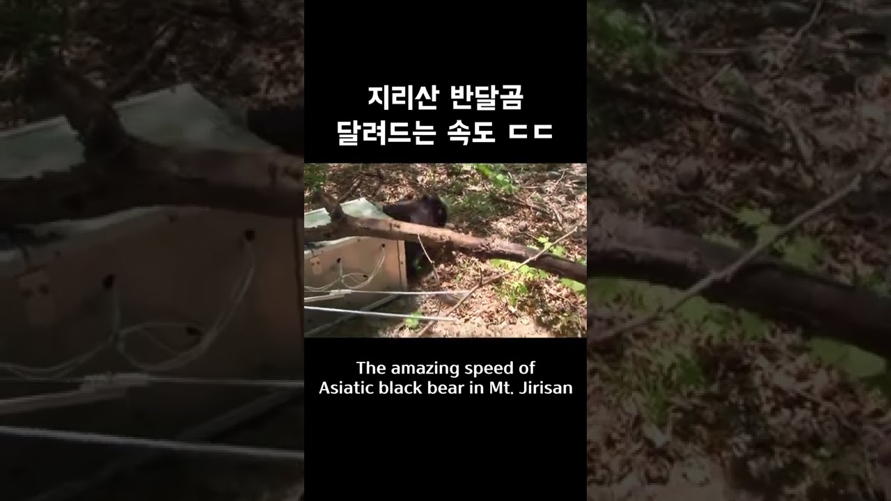 지리산 반달곰의 지리는 반응 속도💨 #shorts