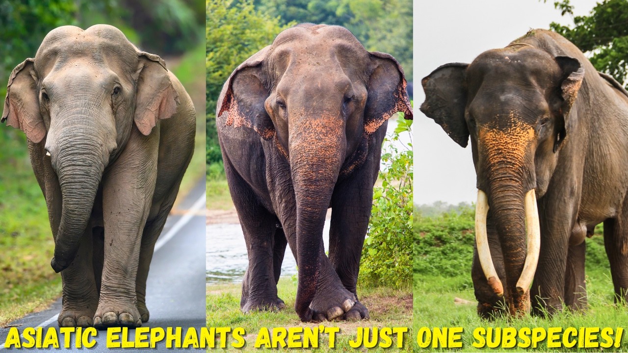 All Subspecies Of Asian Elephants | Elephant Facts And Size Comparison