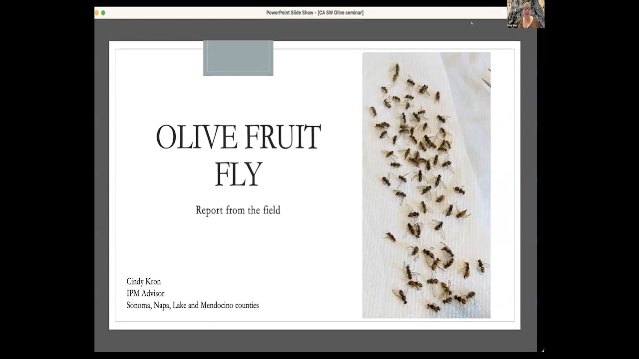 Talk #2: Olive Fruit Fly with Cindy Kron