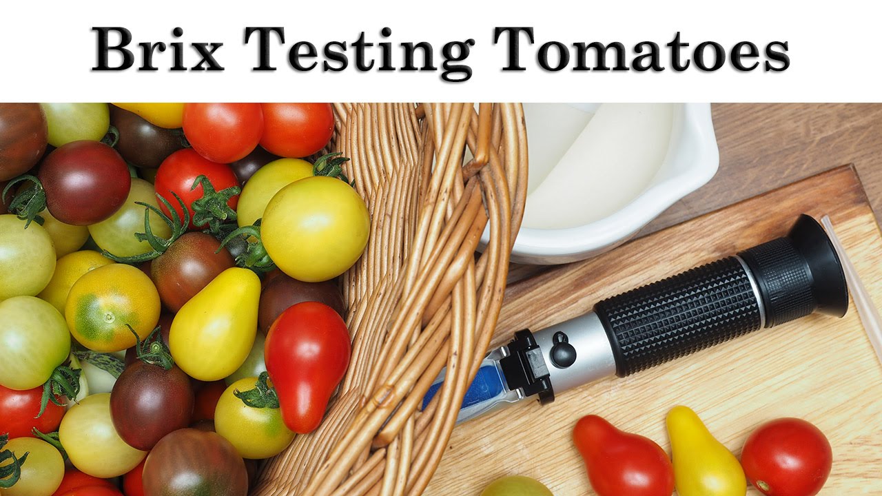 Brix Testing Tomatoes