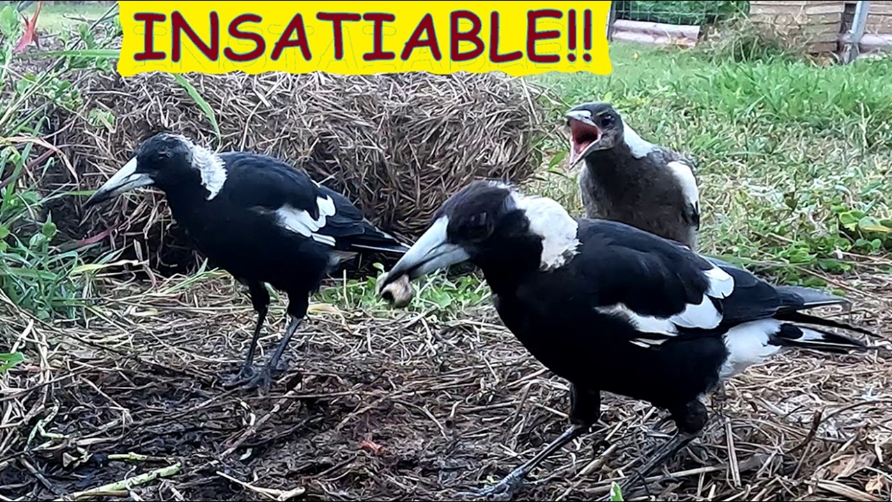 Chicks are back!!!  Or maybe one chick – still not sure.  Australian Magpies getting a feed