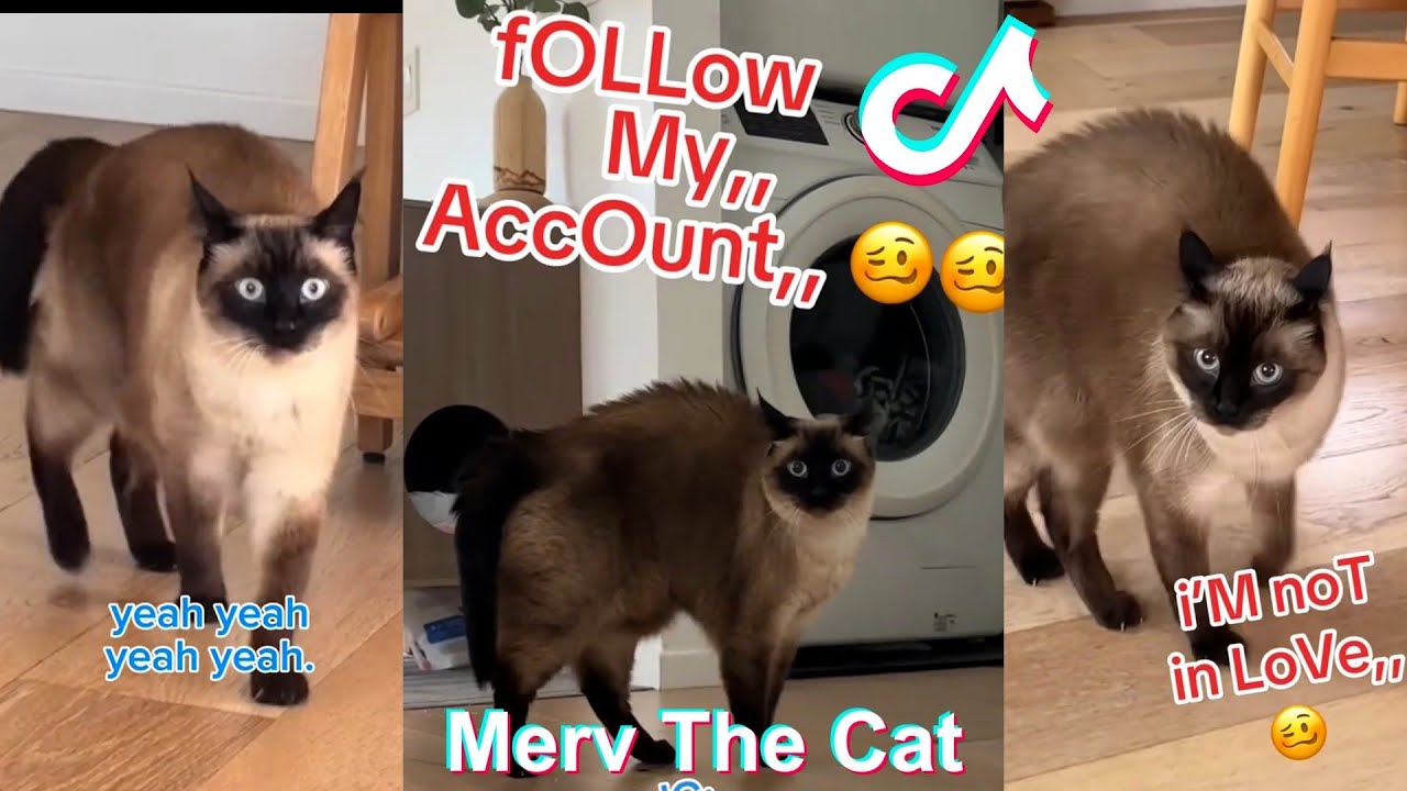 * NEW * Talking Cat Shorts Compilation 2025 | Merv The Cat TikToks