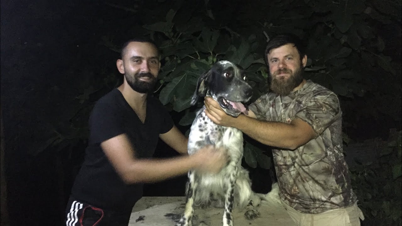 Zor şartlarda Setter traşı