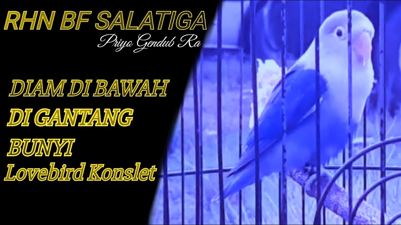 Bawa Bahan Konslet ke Gantangan,Dibawah diam di atas mau bunyi.RHN BF SALATIGA
