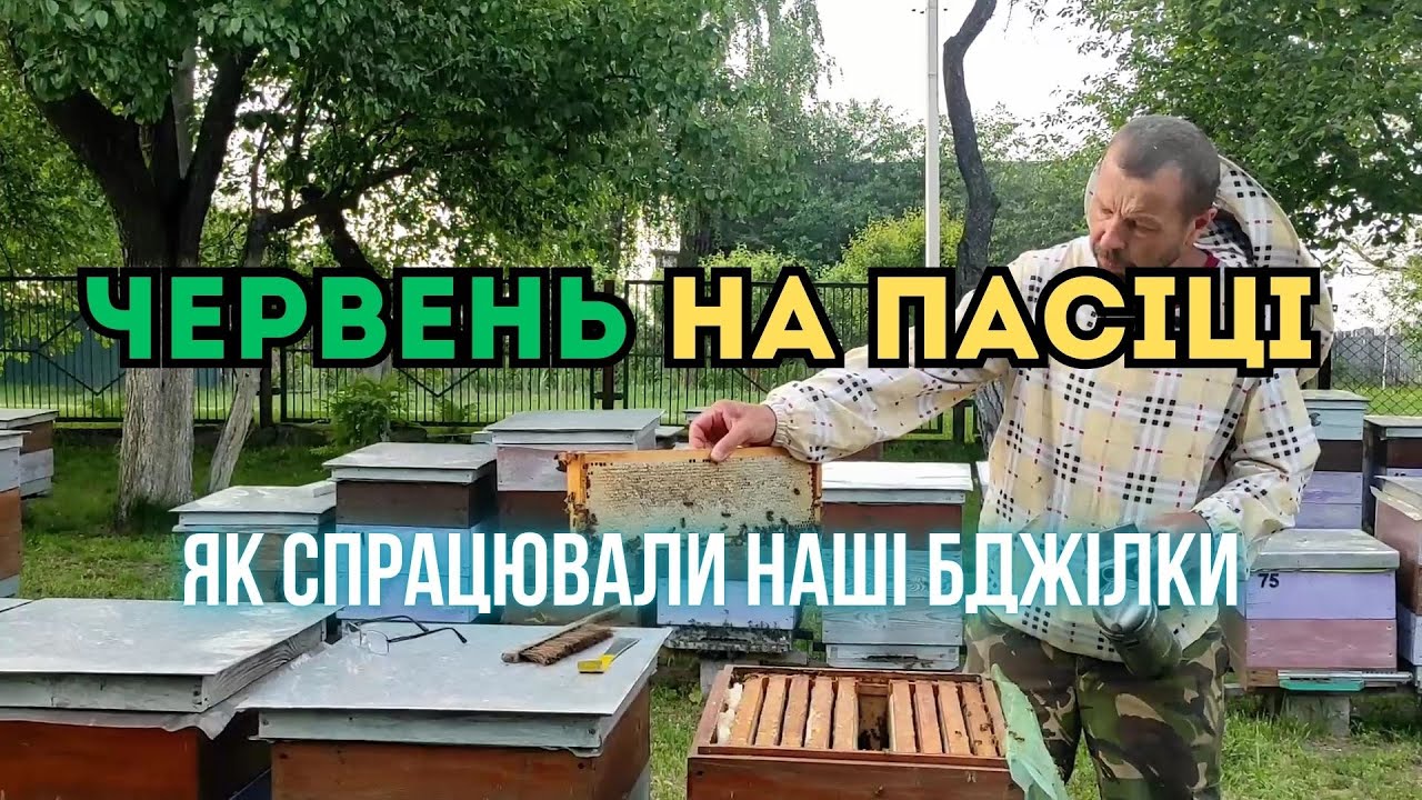 Стан пасіки на початок червня. Як спрацювали наші бджілки.