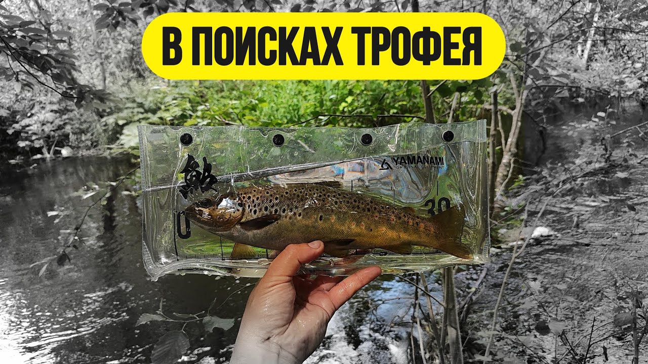 #рыбалка #спиннинг #форель | Заросший ручей с трофейной форелью |