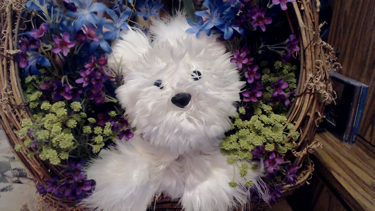 [ASMR] Flowers for Daniel (Crinkling, Crunching) (No Talking)