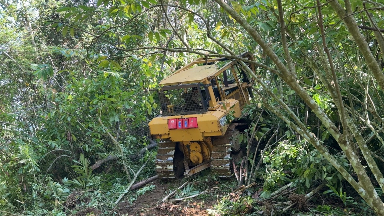 Transform Plantations with Oil Palm Land Clearing with D6R XL Bulldozer