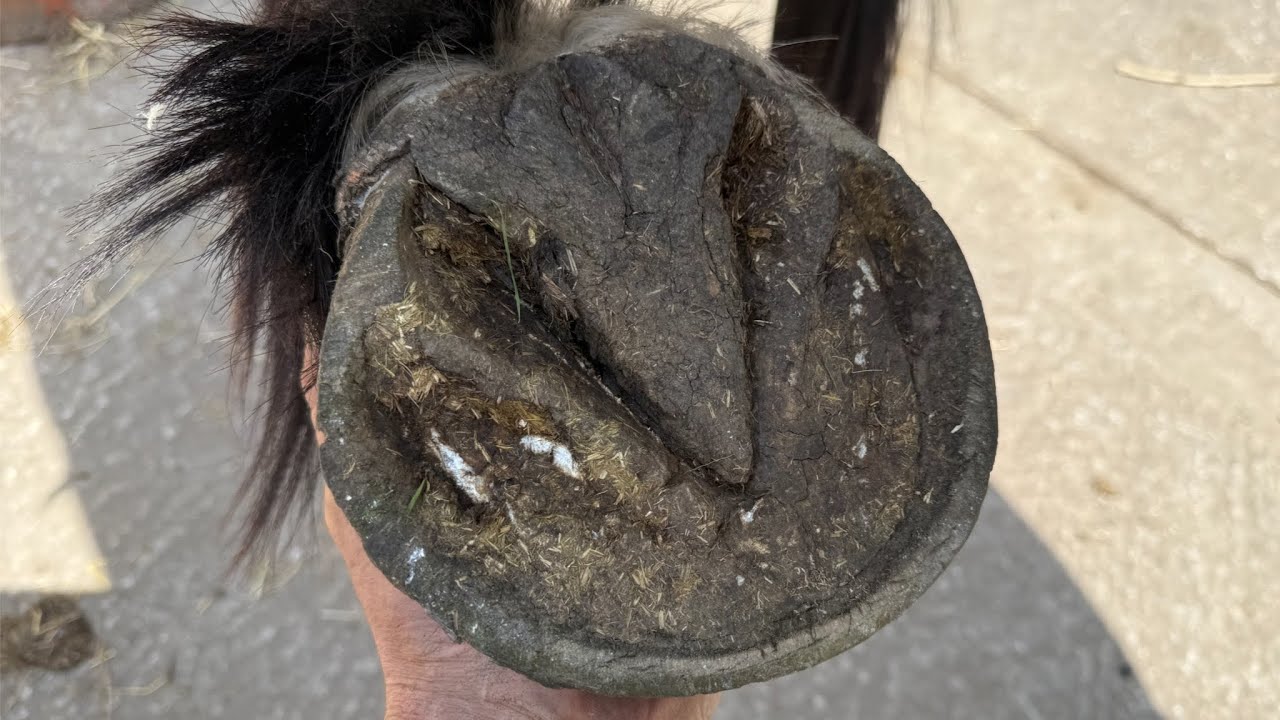 Can We Help These Worn Down Hooves? (Hoof Restoration)