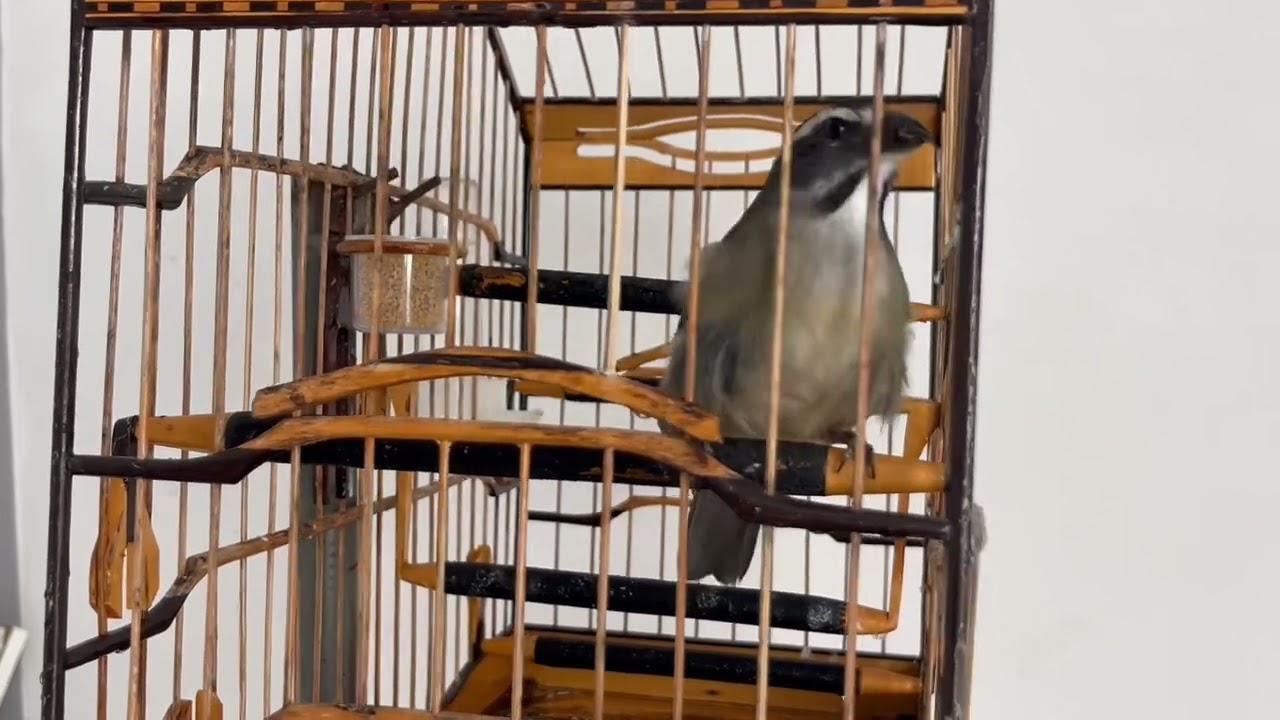 Trinca ferro virador muito top🔥 sem outro trinca canta , olha como ele est&aacute; 🔥🔥