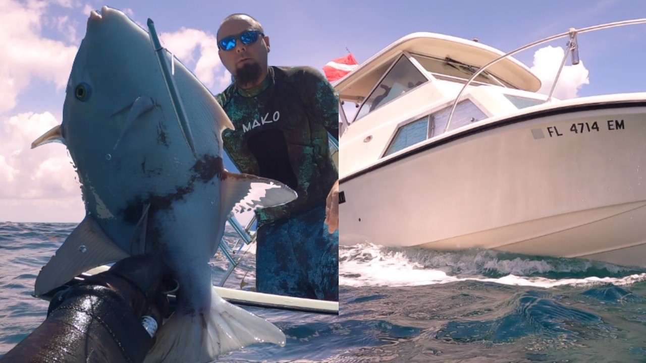 SHOOTING GIANT TRIGGERFISH - MIAMI SPEARFISHING