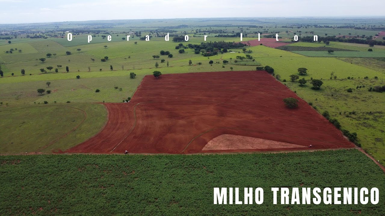 Plantio de Milho Transgénico - ( Plantadeira Jumil 4 Linhas )