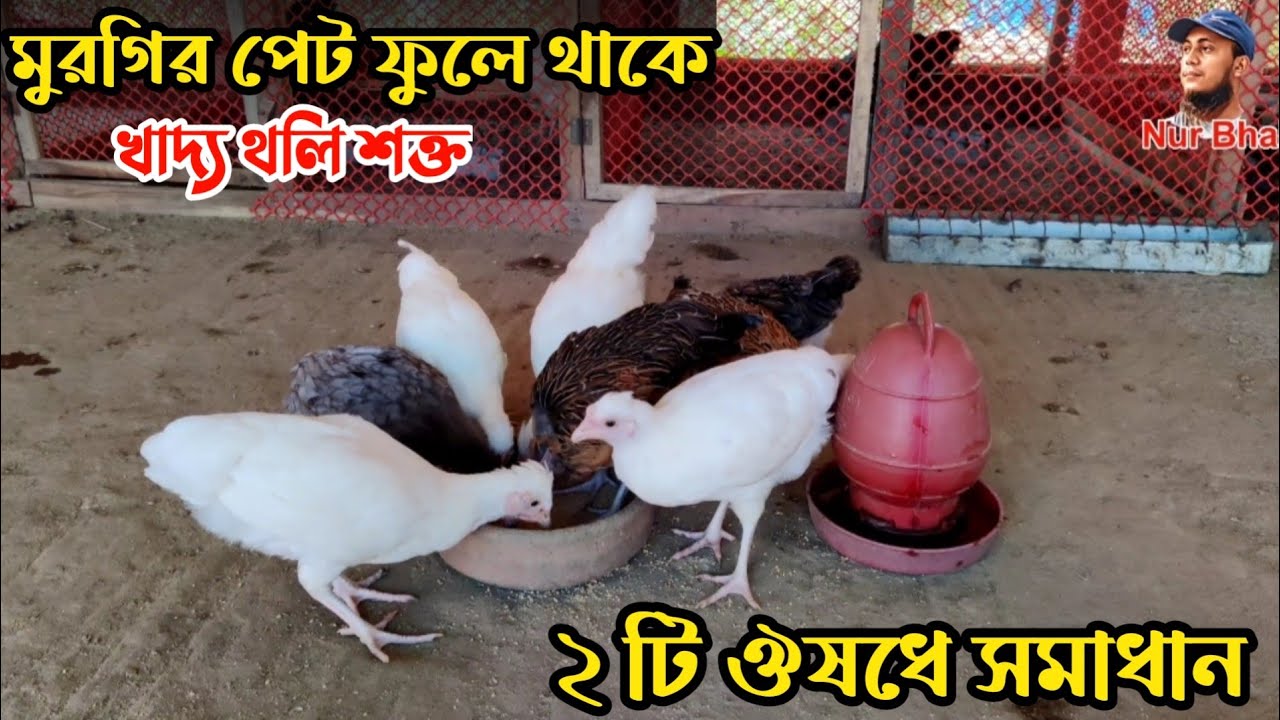 মুরগির পেট ফুলে থাকে খাবার হজম হয়না কোন ঔষধ খাওয়াতে হবে || Nur Bhai