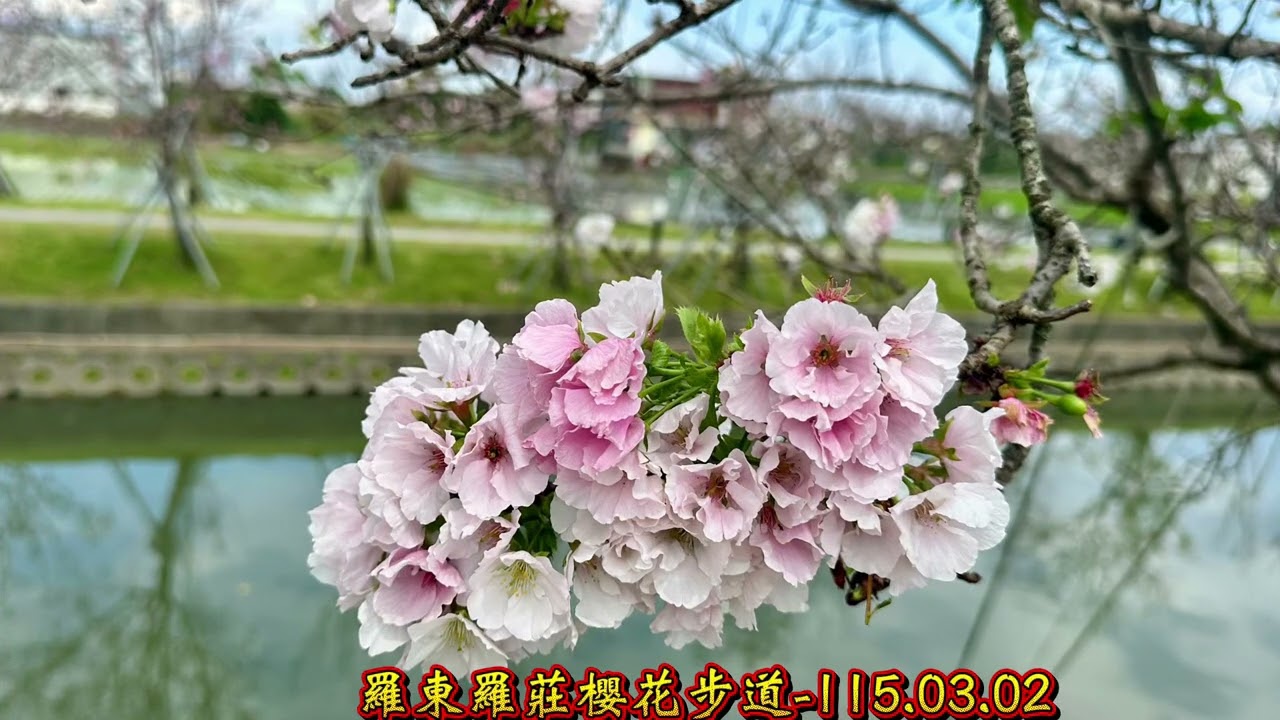 羅東羅莊櫻花步道-艷紅的八重櫻+紛紅的墨染櫻-115.03.02