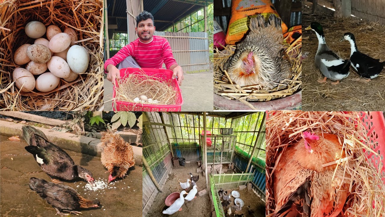 আজকের নতুন পোষা প্রাণী দেখতে গিয়েছিলাম বন্ধুরা😱🪿 #duckfarming #duck #banglavlog #birds #newvlog 