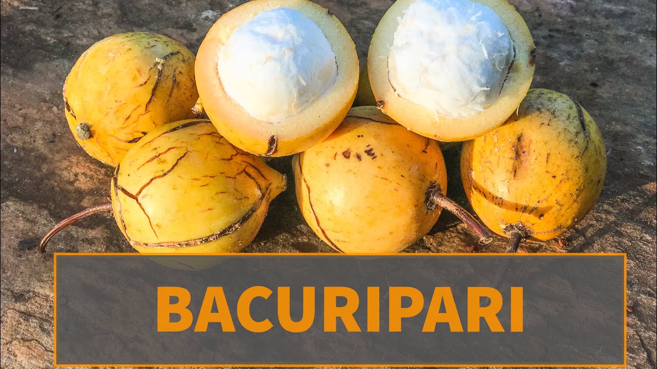 Bacuripari, uma das variações da Garcinia Macrophyla