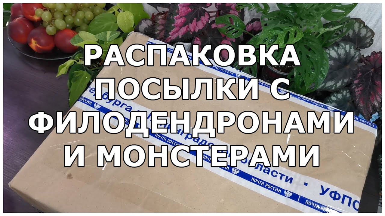 Распаковка посылки с филодендронами и монстерами