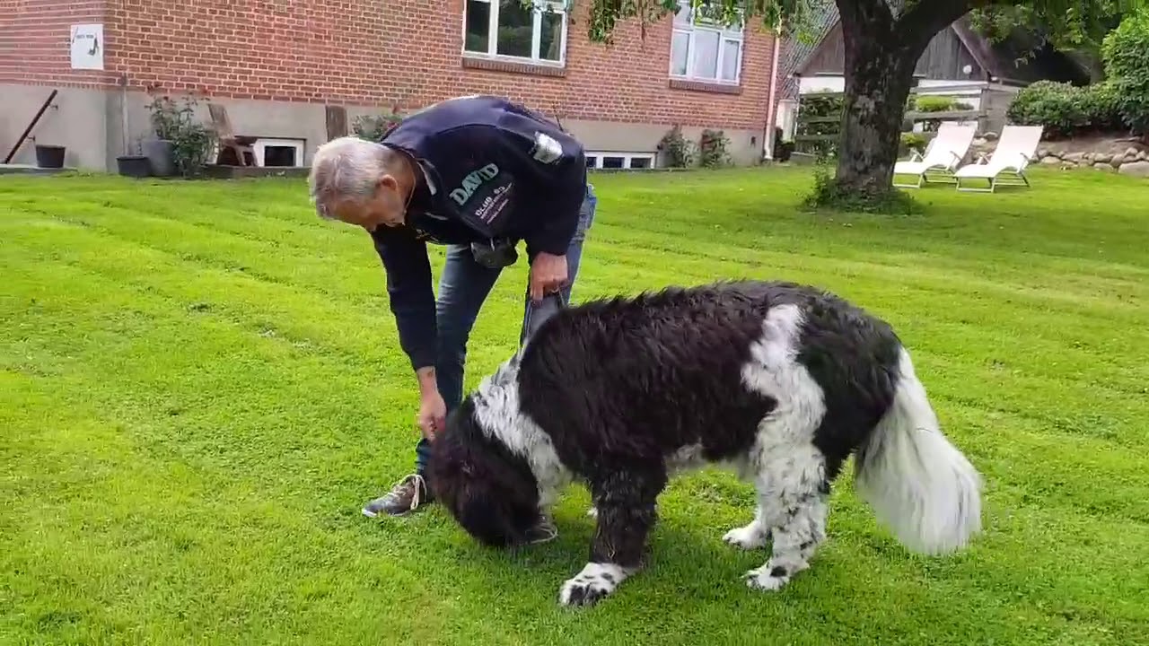 M&Oslash;DE MED FREMMEDE HUNDE - UDEN AT TR&AElig;