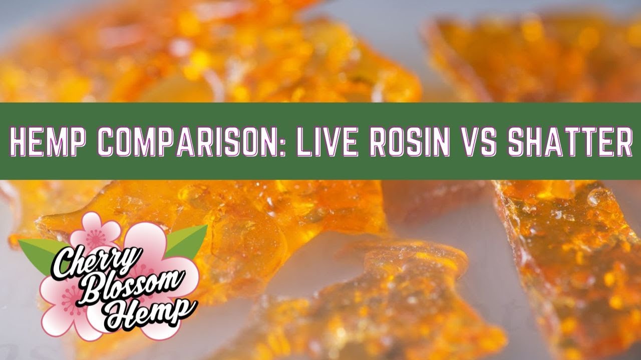 Hemp Comparison: Live Rosin vs Shatter