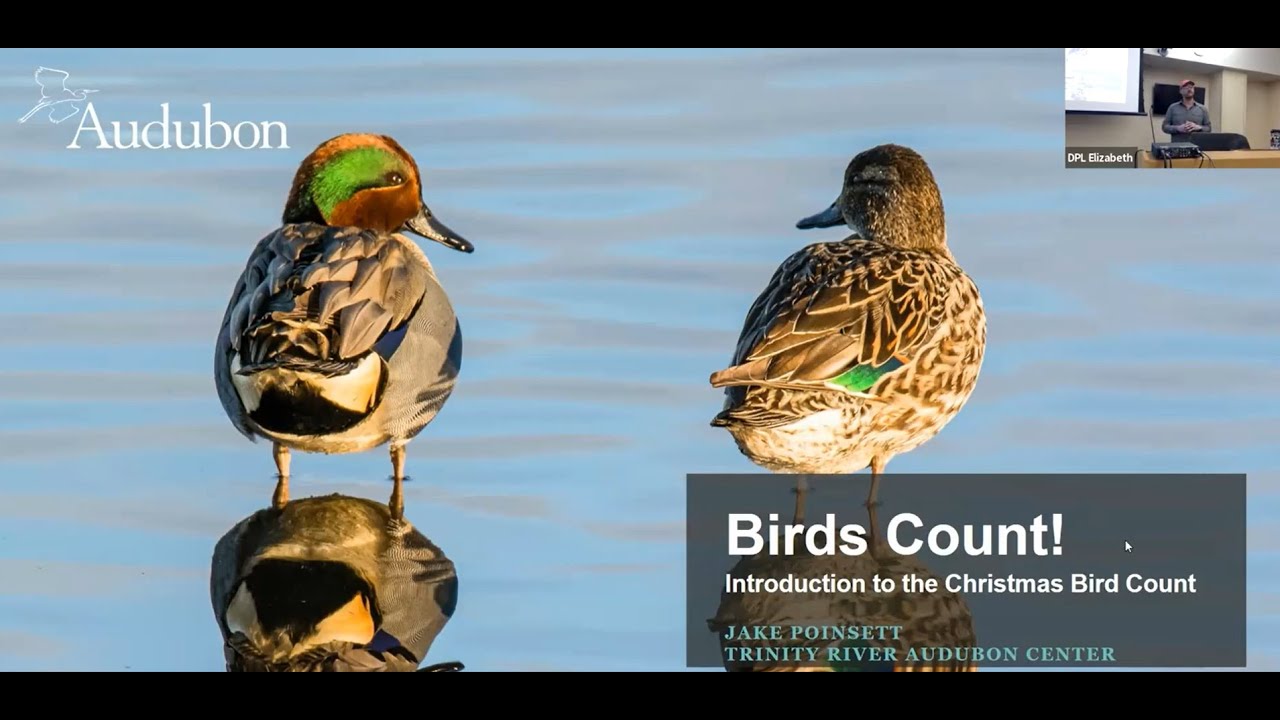 Earth Day Every Day - The Christmas Bird Count