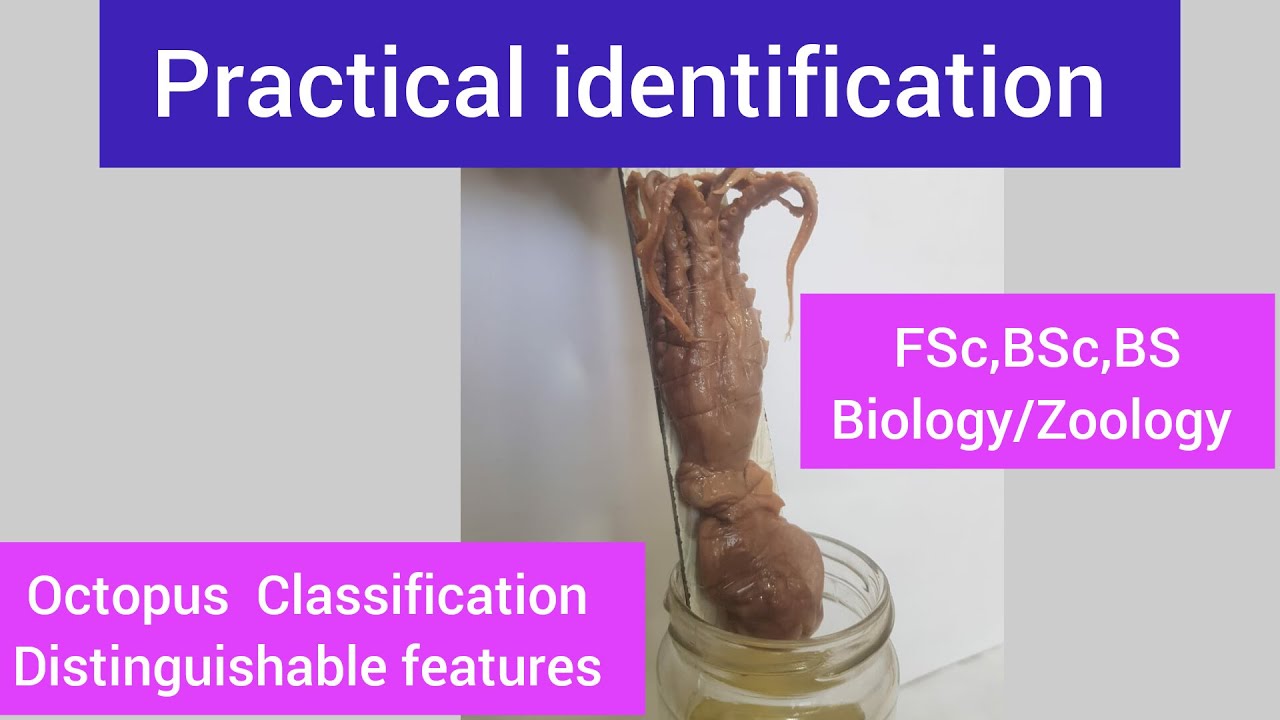 Octopus distinguishable features|Octopus characteristics|Octopus Classification|Octopus facts
