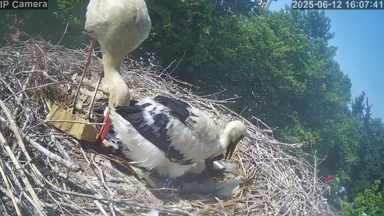 DKMP Leylek Yuvası Canlı Yayını - White Stork Live Broadcast #leylek #storks #nature