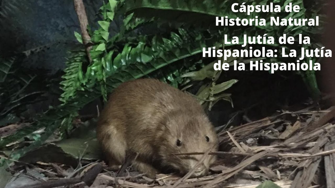 La Jutía de la Hispaniola: un mamífero relicto (Cápsula de Historia Natural)