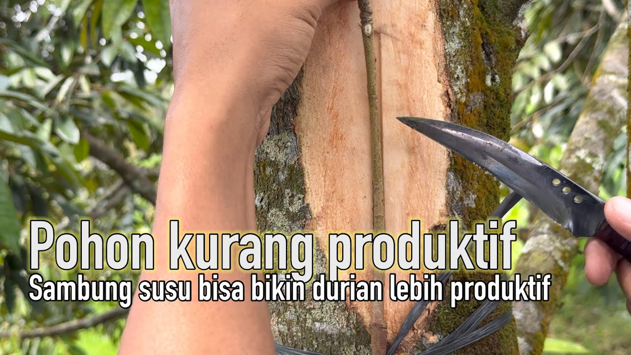 Cara sambung susu pohon durian yg kurang produktif