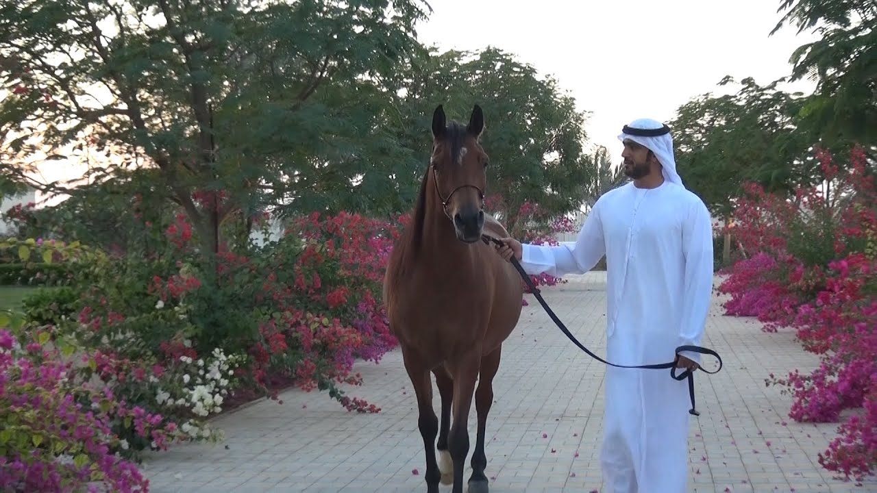 لقاء مع السيد محمد أل علي , مالك مربط الياه للخيول