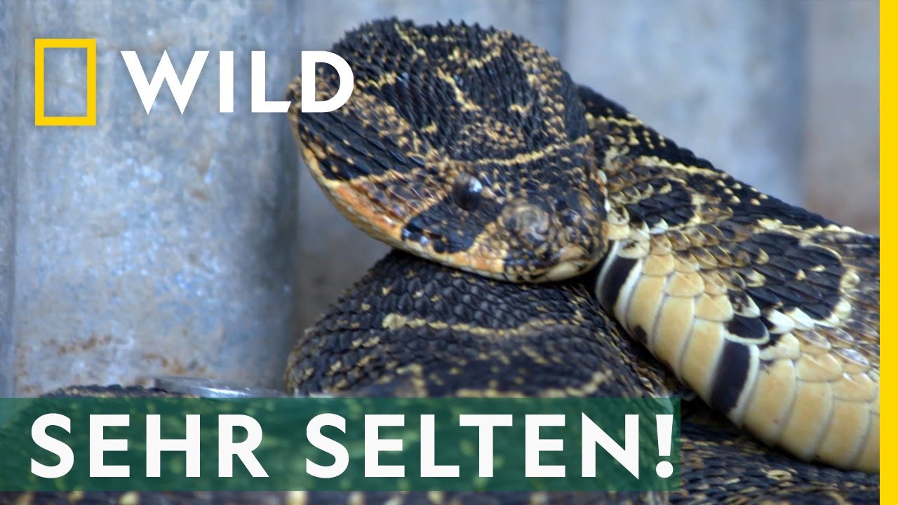 Mit einer Puffotter ist nicht zu spaßen! | Snakes in the City