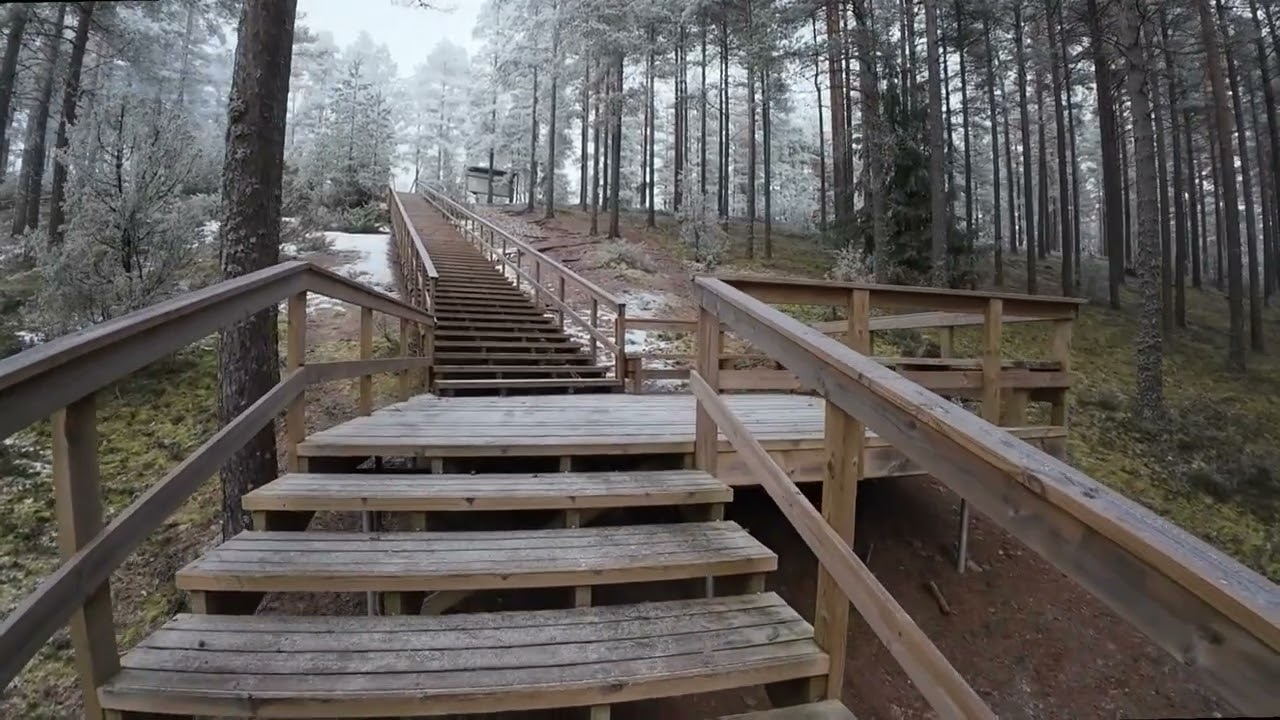 Misty Winter Forest Walk | Wooden Stairs in Nature with Relaxing Ambient Music