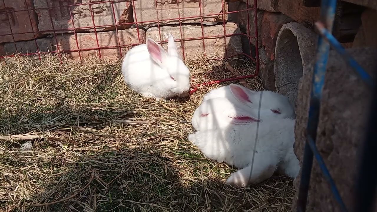 My life vlog of cute little bunny family vlog resting enjoying the grass 